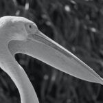 Foto von Wolfgang Hasselmann